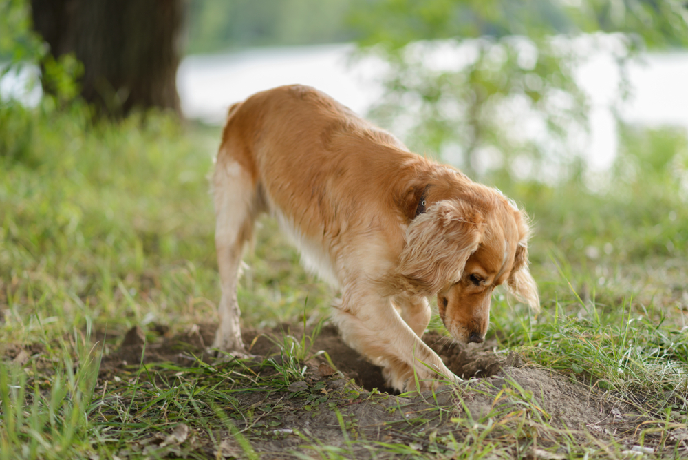 Dogs Dig