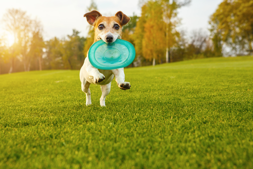 Pet lawn care