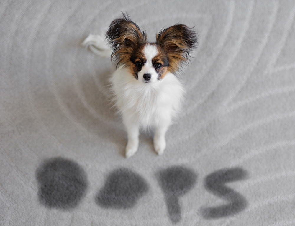 Pet Urine Damage