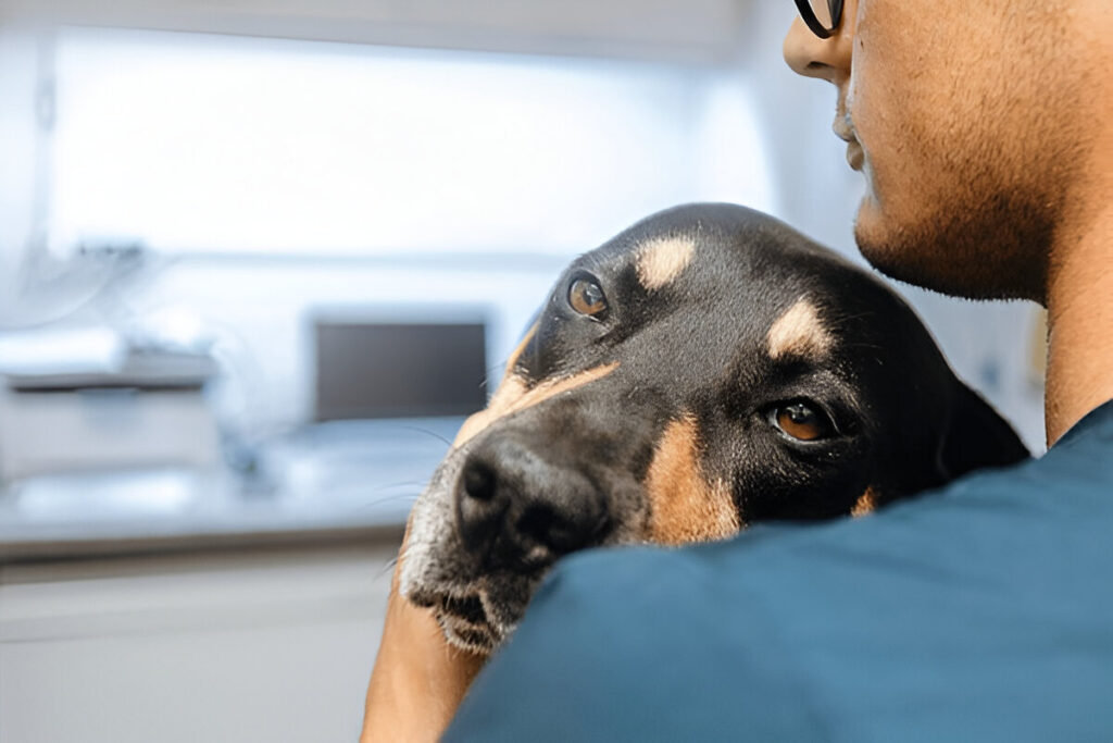 Pet insurance is like health insurance