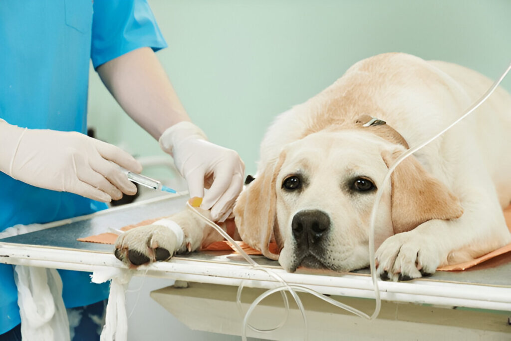 Need Pet Insurance