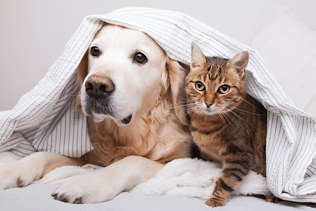 The Ultimate Guide to Pet and Home Care: Tips for a Happy Home and Healthy Pets