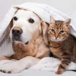 The Ultimate Guide to Pet and Home Care: Tips for a Happy Home and Healthy Pets