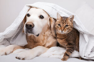The Ultimate Guide to Pet and Home Care: Tips for a Happy Home and Healthy Pets