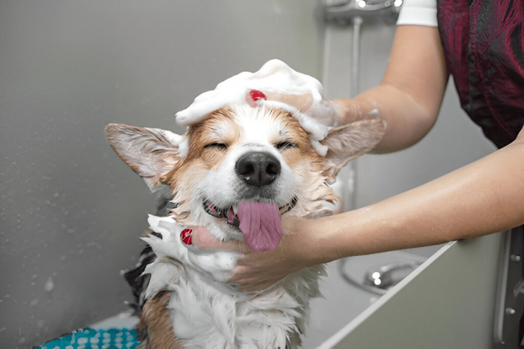 Homes Clean and Their Pets