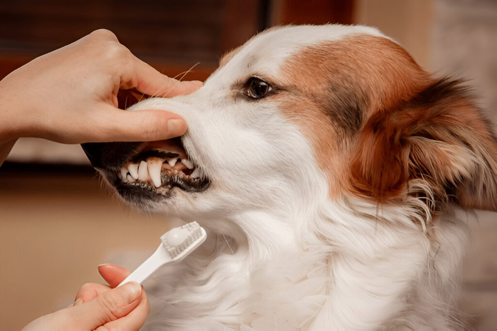 Home Care Tips for Pet