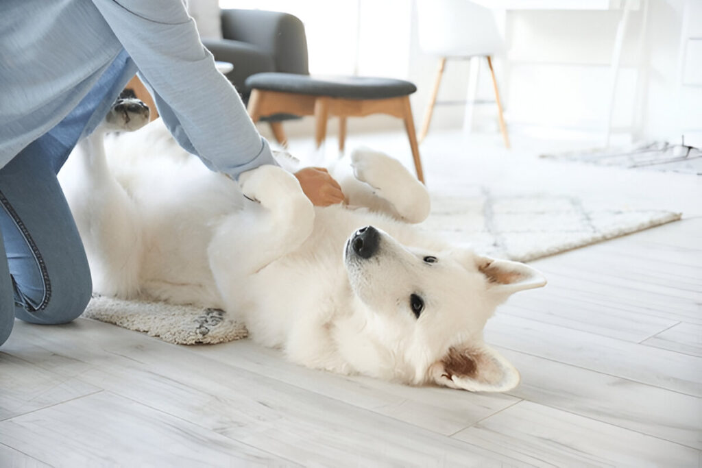 Handle Pet Emergencies at Home