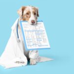 Protect Your Furry Friend with Care Plus Pet Insurance