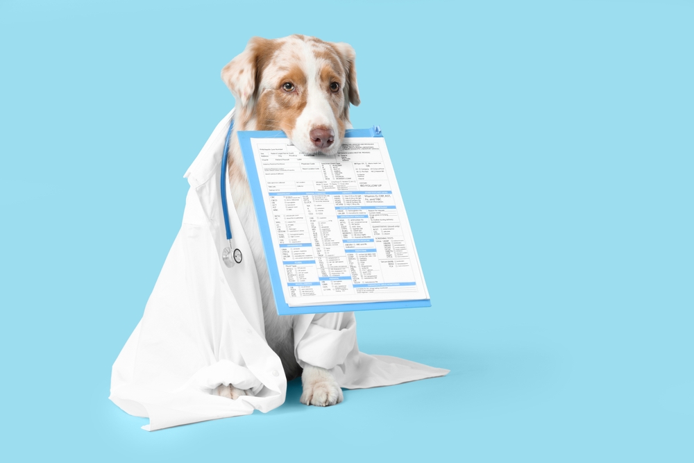 Protect Your Furry Friend with Care Plus Pet Insurance
